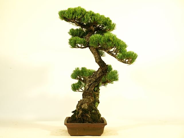 五葉松盆栽 模様木 右面