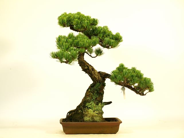 五葉松盆栽 模様木 背面