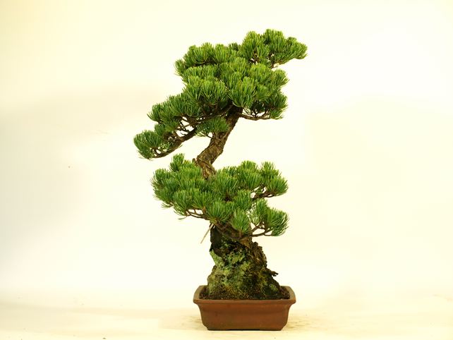 五葉松盆栽 模様木 左面