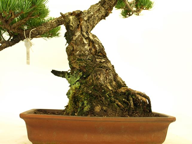 五葉松盆栽 模様木 根元拡大