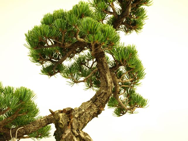 五葉松盆栽 模様木 枝周り