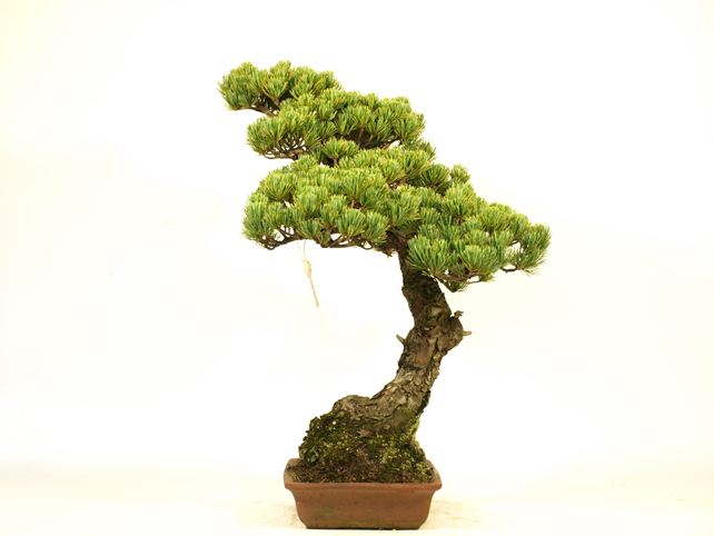 五葉松盆栽 文人 右面