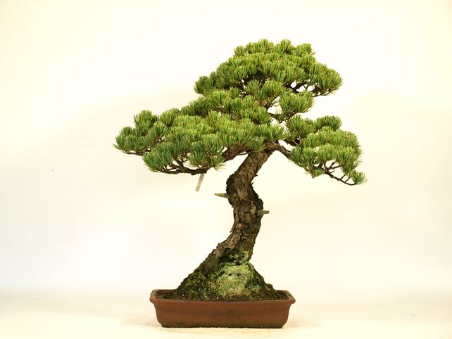 五葉松盆栽 文人 背面