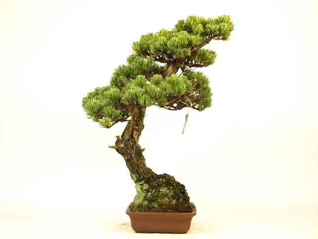 五葉松盆栽 文人 左面