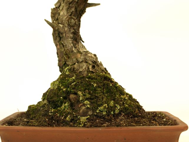 五葉松盆栽 文人 根元拡大