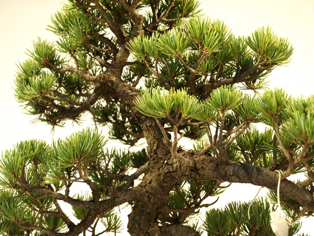 五葉松盆栽 文人 枝周り