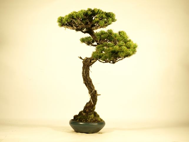 五葉松盆栽 文人 右面
