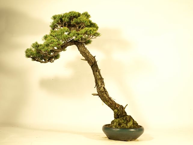 五葉松盆栽 文人 背面