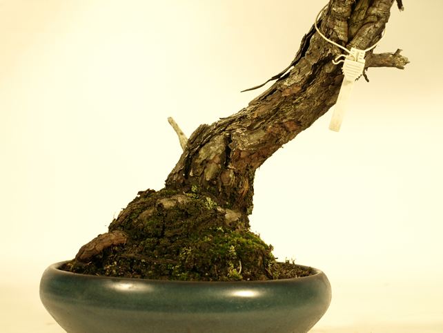 五葉松盆栽 文人 根元拡大