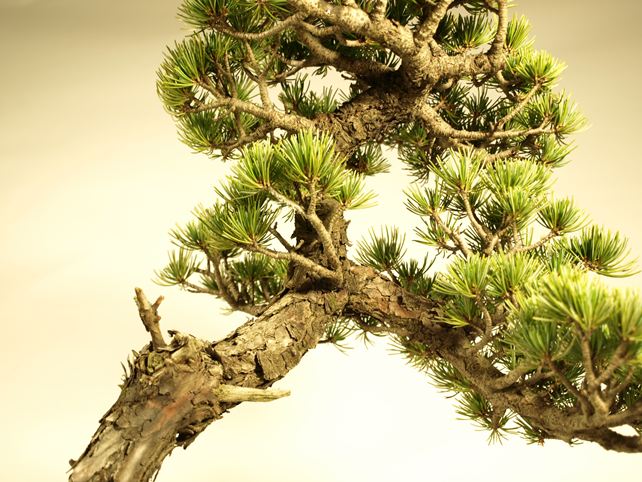 五葉松盆栽 文人 枝周り