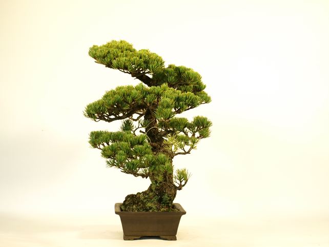 五葉松盆栽 模様木 右面