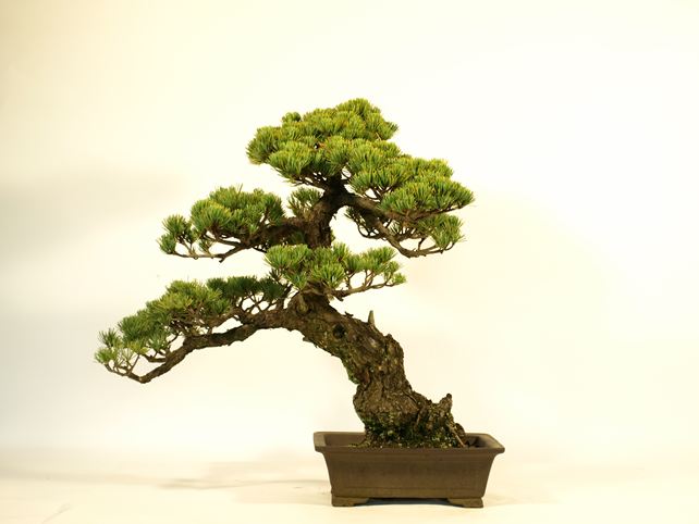 五葉松盆栽 模様木 背面