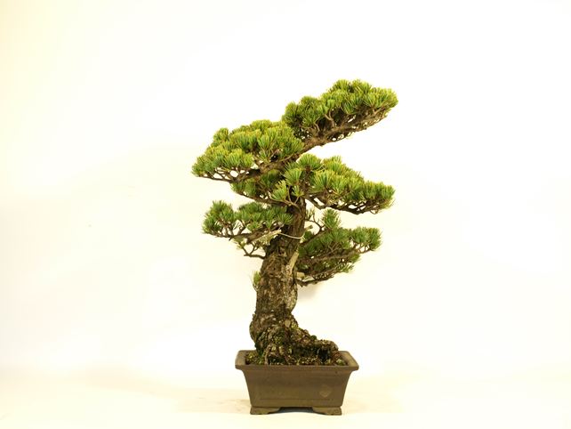 五葉松盆栽 模様木 左面