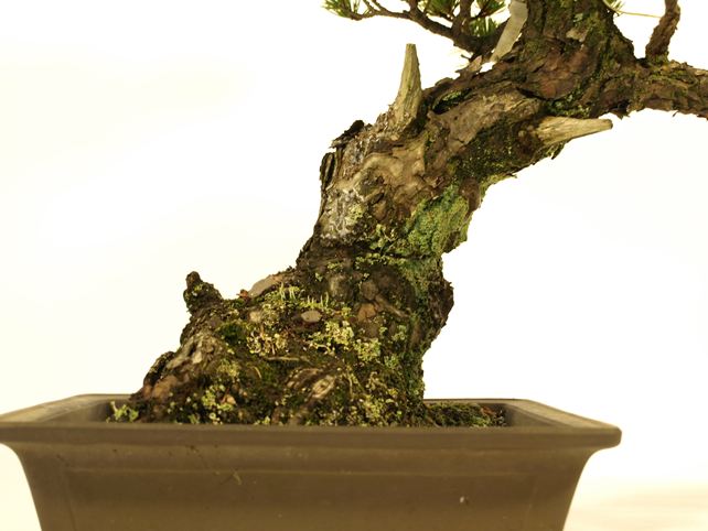 五葉松盆栽 模様木 根元拡大