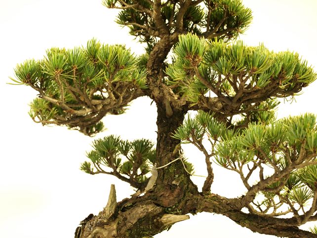 五葉松盆栽 模様木 枝周り