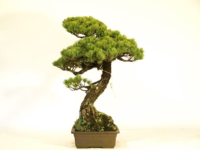 五葉松盆栽 文人 右面