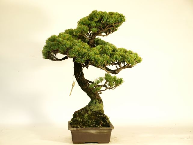 五葉松盆栽 文人 左面