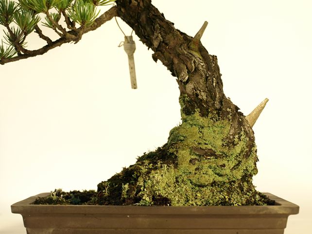 五葉松盆栽 文人 根元拡大