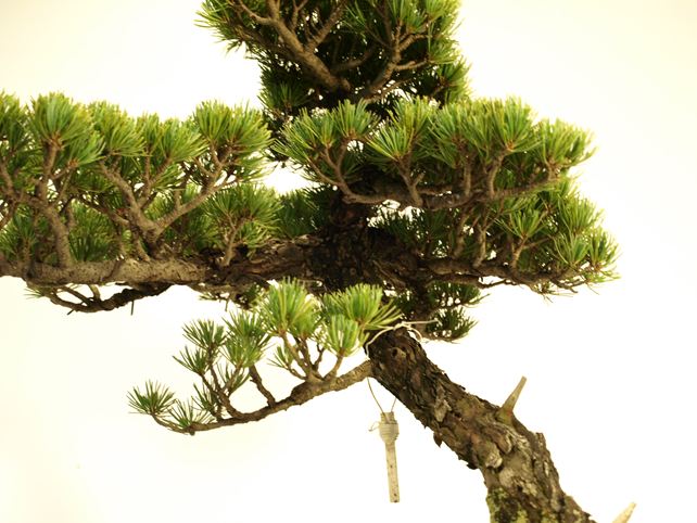 五葉松盆栽 文人 枝周り