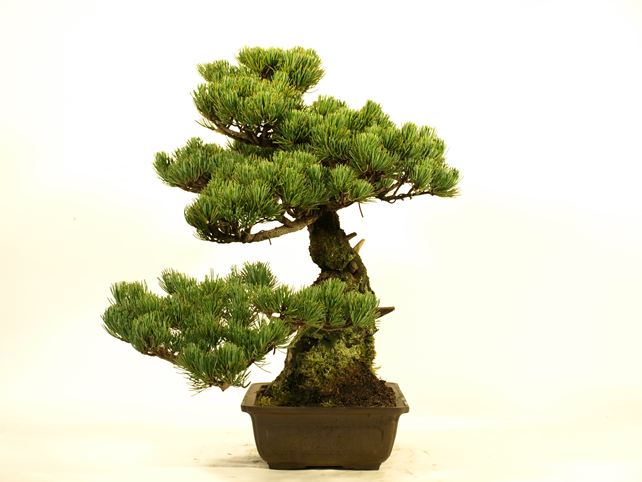 五葉松盆栽 模様木 右面
