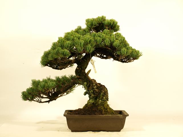 五葉松盆栽 模様木 背面