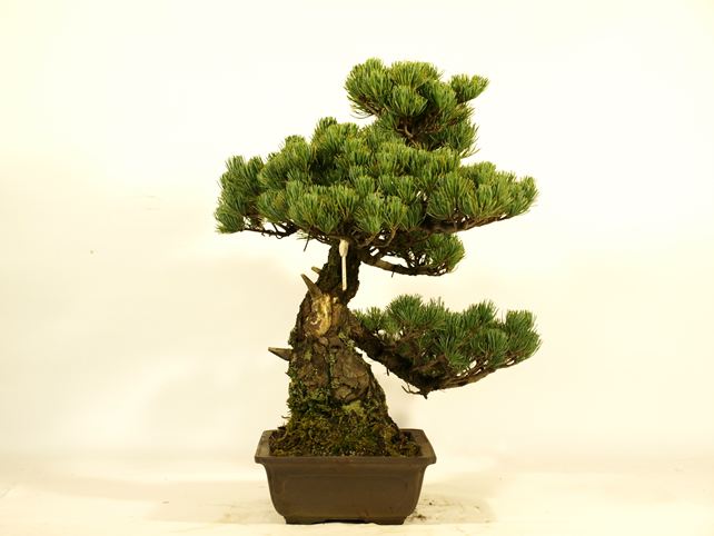 五葉松盆栽 模様木 左面