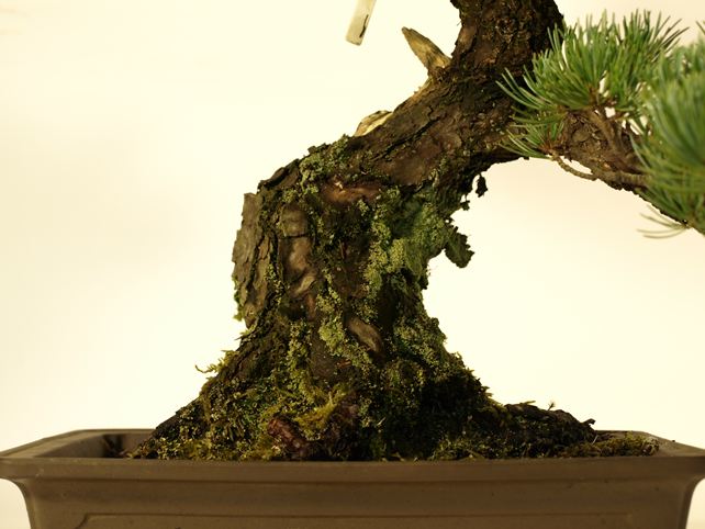 五葉松盆栽 模様木 根元拡大