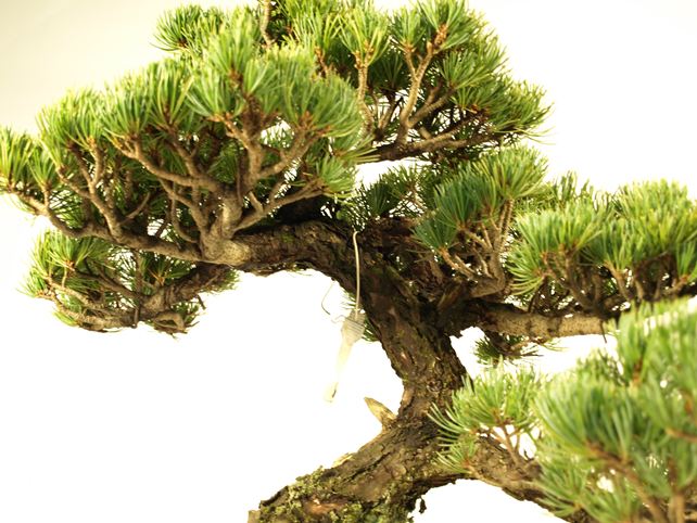 五葉松盆栽 模様木 枝周り